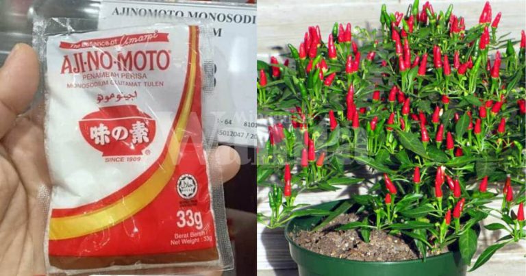 Cara BETUL Guna Baja Air Ajinamoto, Siram Dekat Tanah Bukan Pokok Sekali Seminggu!