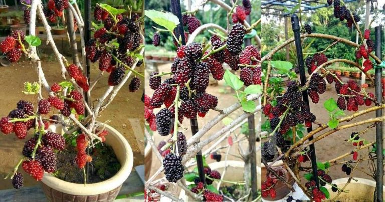 TEKNIK Cantas Pucuk Luruhkan Semua Daun, Tip Pokok Mulberry Berbuah Lebat!