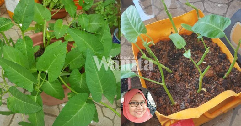 Tanam Kangkung Kampung Dalam Pasu, Guna Pucuk Dan Batang. 4 Minggu Dah Boleh Makan Hasil