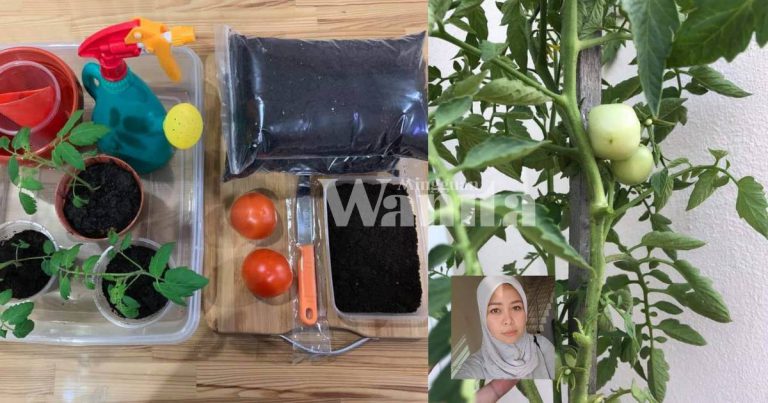 Guna 3 Cara Tanam TOMATO CERI, Tak Perlu Jaga, Siram Dah Cukup