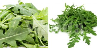 Tinggi Nutrien Rendah Kalori, Hebatnya Arugula, Makan Begitu Sahaja Pun Sedap