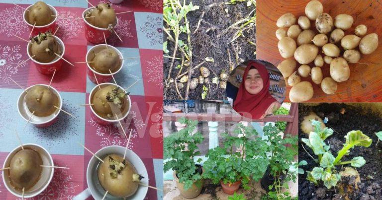 Tanam KENTANG Guna Pasu Lebih Tinggi, Naik Pucuk Baru Tambah Tanah Lagi