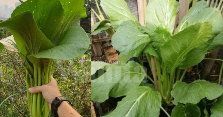 TEKNIK Tanam SAWI GERGASI, Campur Benih Dengan Sedikit Pasir, Jarakkan 10cm Setiap Pokok