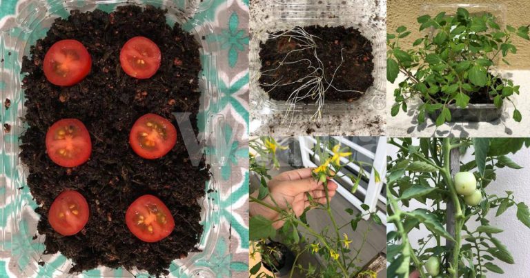 Cara Semai Tomato Ceri Dari Biji Benih, 4 Bulan Boleh Dapat Hasil