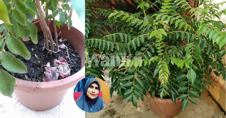 Baja PERUT IKAN, Hasilnya Pokok Kari Merimbun. Boleh Guna Pada Pokok Lain Juga