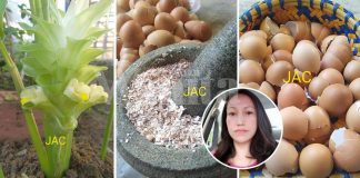 Kulit Telur Jangan Dibuang, Kumpul Jadi Baja Organik Suburkan Pokok