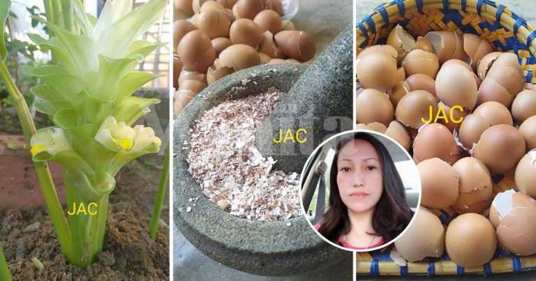 Kulit Telur Jangan Dibuang, Kumpul Jadi Baja Organik Suburkan Pokok