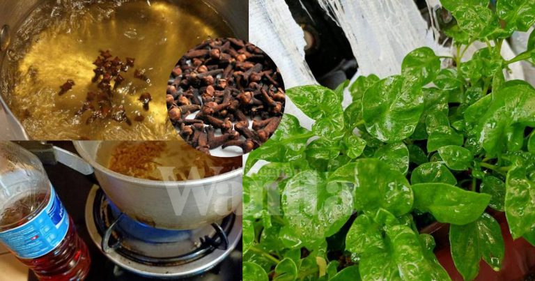 Daun Berlubang-Lubang Sembur Air Rebusan BUNGA CENGKIH, Racun Serangga Organik!
