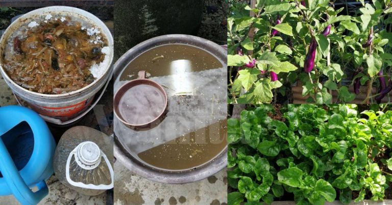 Pokok Lebih Subur & Sihat, Siram ‘Booster’ Organik Guna Sisa-Sisa Dapur