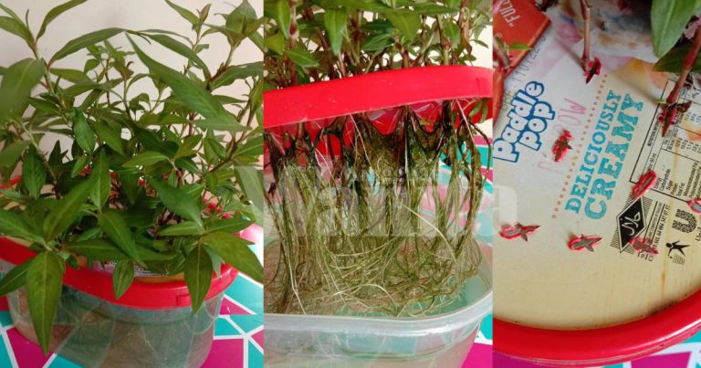 Mudah Tanam KESUM, Tebuk Lubang Penutup Bekas, Cucuk Batang Letak Air