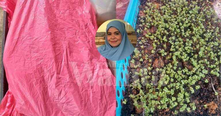 SEMAI Biji Benih Sayur CEPAT Bercambah, Lepas Tabur Tutup Dengan Plastik