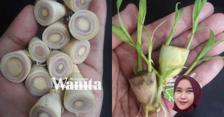 Nak Bagi Serai Cepat Keluar Tunas, Ambil Bahagian Bawah Serai, Rendam Air