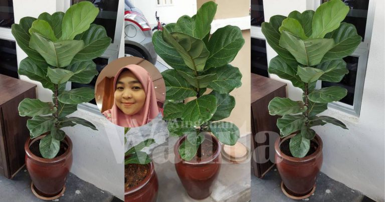 Fiddle-Leaf Fig, Letak Kawasan Indoor Siram Seminggu Sekali Pun Dah Cukup