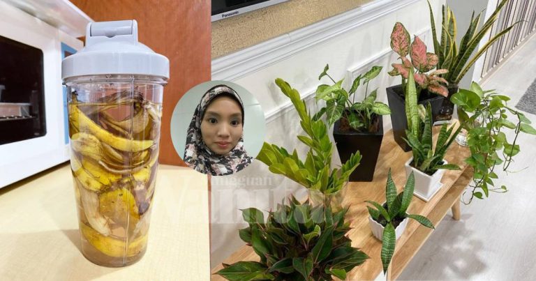 Air Rendaman Kulit PISANG Baja Pokok Hidup Dalam Rumah, Amal SEBULAN Sekali!