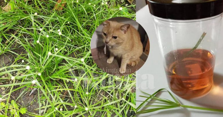 Air Rebusan RUMPUT PENDUL, Berkesan Rawat KUCING Sakit Parvo, Selsema