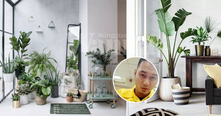 Ini Senarai Pokok Indoor Mudah Jaga, Nak Biakkan Pun Senang