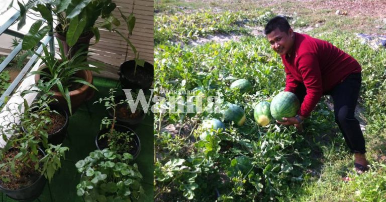Bacalah DOA Ini, Kalau Pokok Lambat Berbuah Dan Nak Hidup Subur