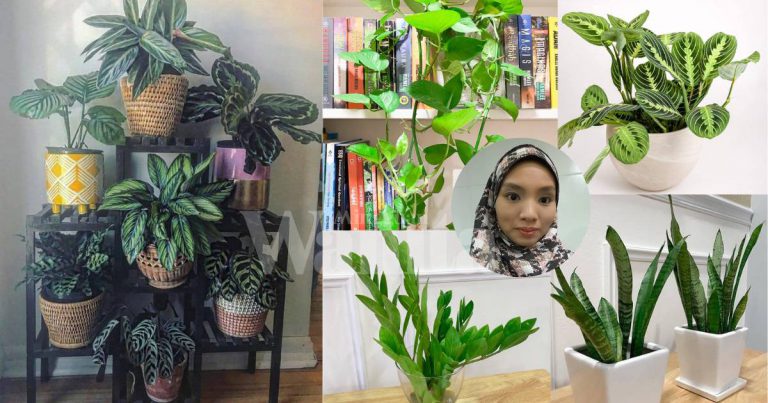 Keadaan Rumah Gelap & Kurang Pencahayaan, 6 Jenis Pokok Hidup Yang Sesuai