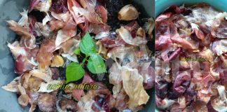 Nak Tanaman Subur, Serangga Menjauh Diri, Tabur Kulit Bawang Jadi Baja!