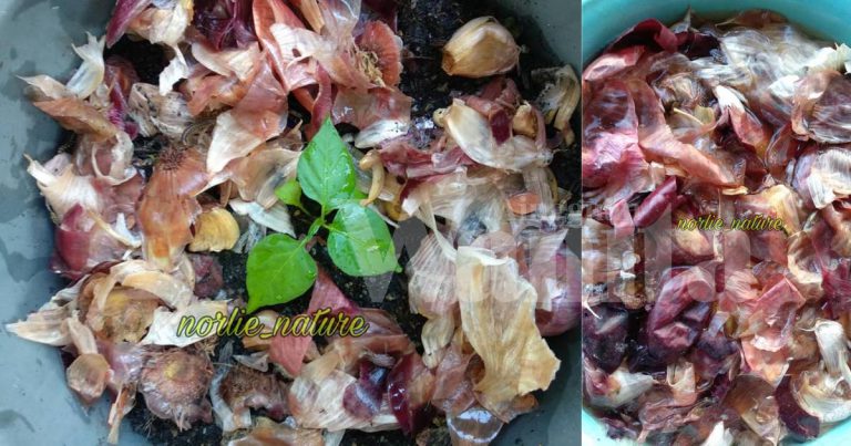 Nak Tanaman Subur, Serangga Menjauh Diri, Tabur Kulit Bawang Jadi Baja!
