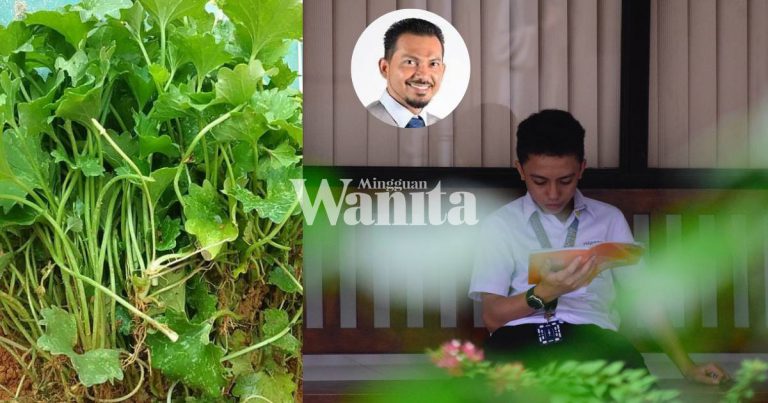 Minum Air Pegaga Campur Madu, Baik Untuk Memori Anak-Anak. Boleh Amalkan