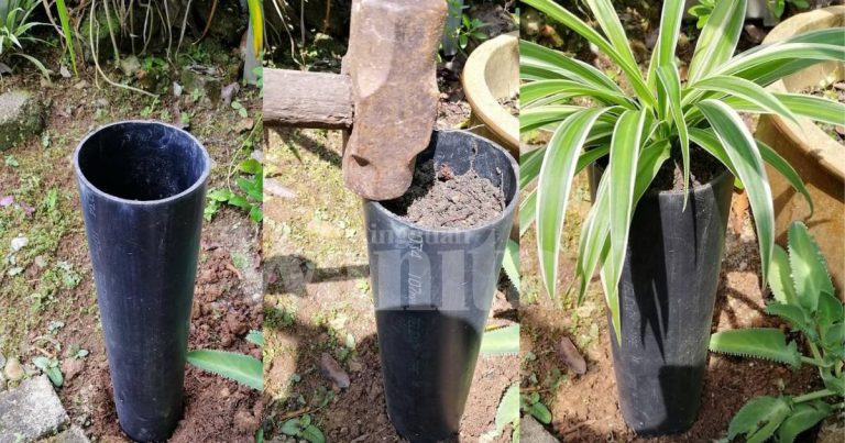 Leceh Kerja Beli Pasu Je, Cara Jimat Tanam Pokok Guna PVC