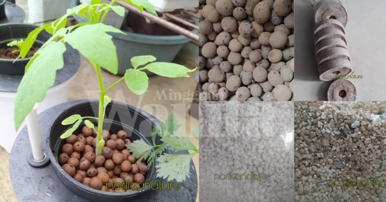 Rupanya Selain Tanah, Ini 4 Medium Boleh Digunakan Untuk Bercucuk Tanam