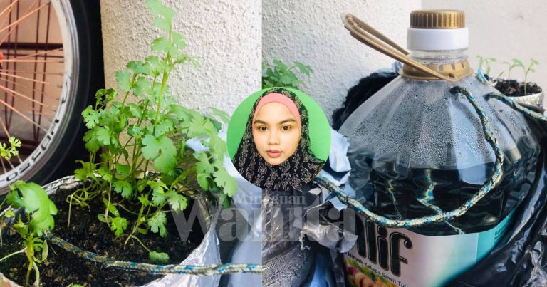 Semai Ketumbar Siram & Baja Guna Teknik Self Watering, Tanah Lembab Pokok Kekal Segar!