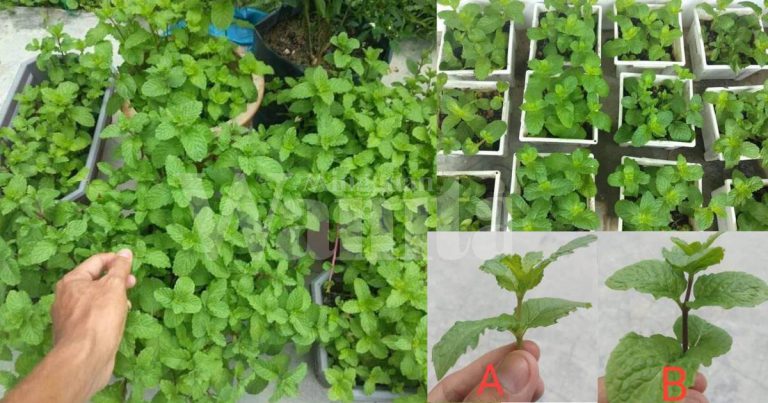Tanam POKOK PUDINA Guna Pucuk, Tak Sampai Sebulan Berjaya Biakkan Berpuluh Pasu!