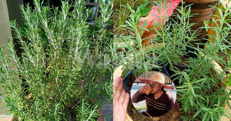 Selalu Siram Letak Tempat Panas, Pokok Rosemary Mudah Membiak Segar Bugar!