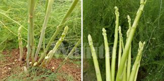 Tanam Sendiri Asparagus Di Rumah, Tuaian Pertama Seawal 10 Bulan