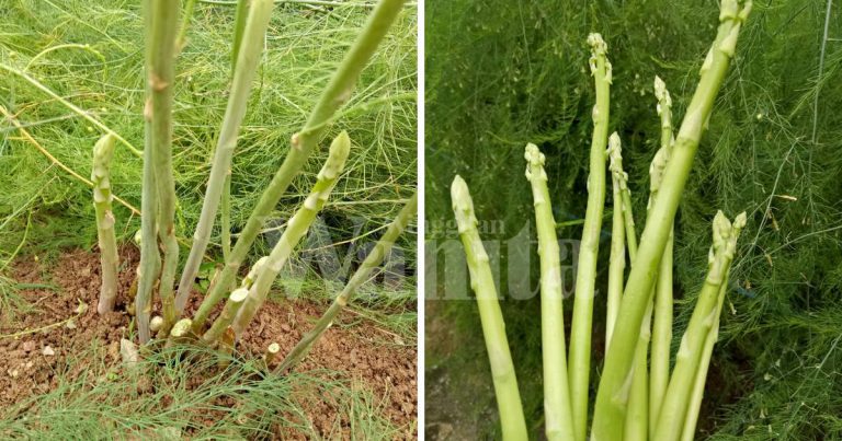 Tanam Sendiri Asparagus Di Rumah, Tuaian Pertama Seawal 10 Bulan