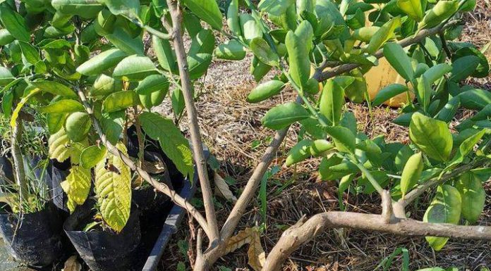 Rupanya Bila Pokok Berbunga Tapi Buah Tak Lekat, Ini Sebabnya