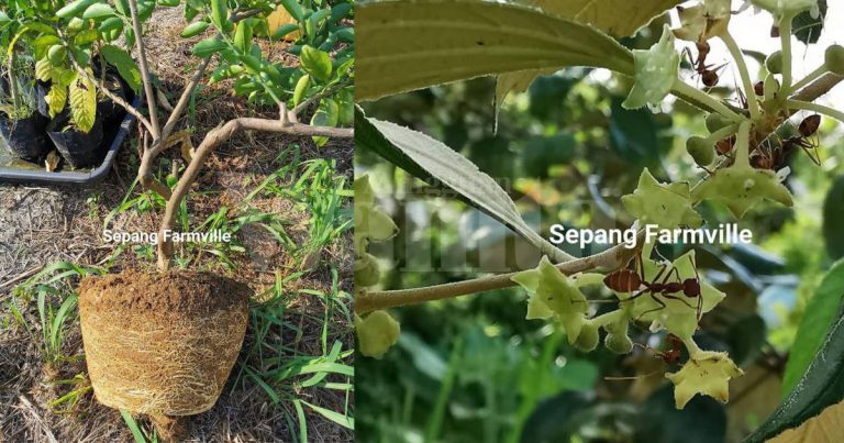Rupanya Bila Pokok Berbunga Tapi Buah Tak Lekat, Ini Sebabnya!