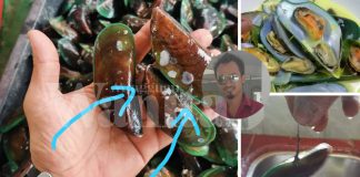 Cara Betul Siang Kupang Hijau Segar, Paling Penting Kena Buang Rambutnya!