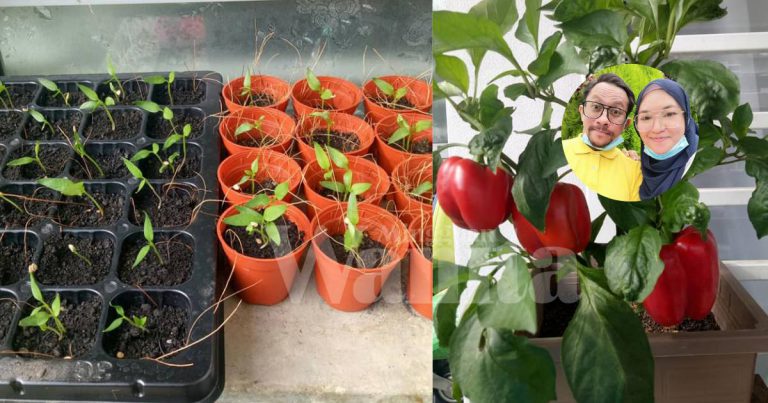 Cara Mudah Semai Capsicum, Dari Biji Benih Sampai Pokok Berbuah!