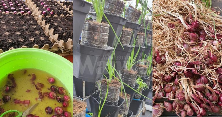 Tanam Bawang Merah Dalam Botol Mineral, Pilih Saiz Besar Dapat Hasil Banyak
