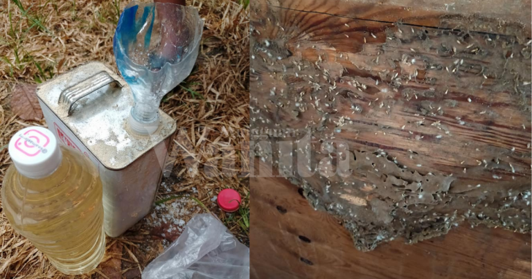 Sembur Campuran Minyak Tanah & Garam Kasar, ‘Bersidai’ Semua Anai-Anai