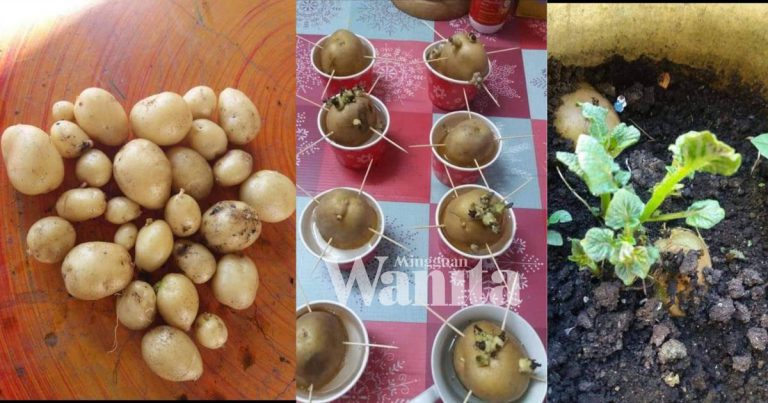 Tanam Ubi Kentang Dalam Pasu. SESUAI Buat Baru Nak Belajar Menanam