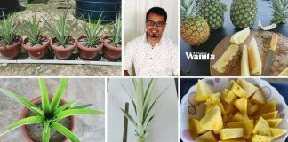 tanam-nanas-MD2-dalam-pasu