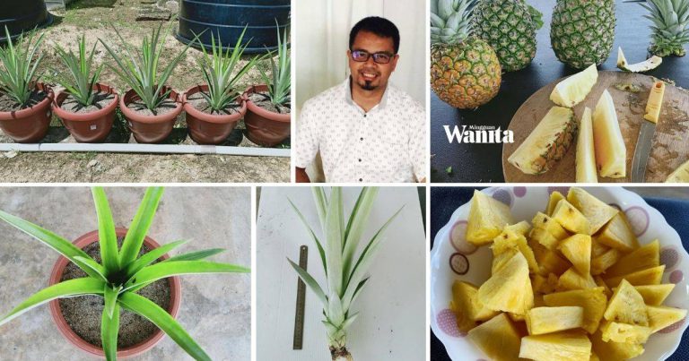 tanam-nanas-MD2-dalam-pasu