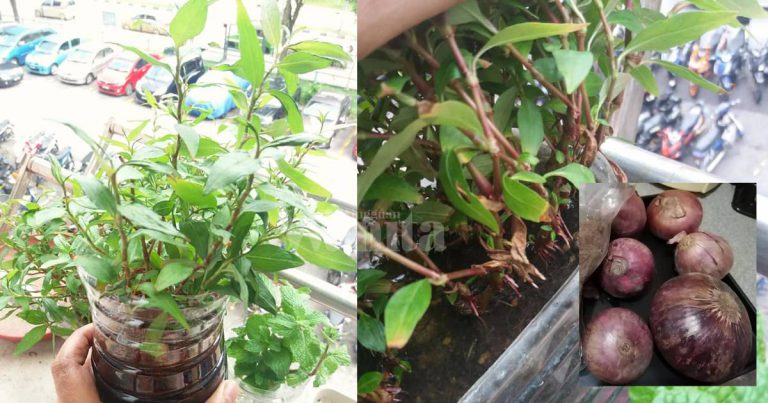 Guna Air BAWANG MERAH Barulah Pokok Kesum Keluarkan AKAR Yang Banyak