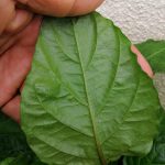 Guna Syampu Baby Dan Cuka, Hilangkan Bena Putih Pada Pokok Cili