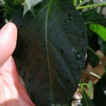 Guna Syampu Baby Dan Cuka, Hilangkan Bena Putih Pada Pokok Cili