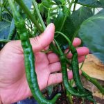 Guna Syampu Baby Dan Cuka, Hilangkan Bena Putih Pada Pokok Cili