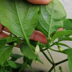 Guna Syampu Baby Dan Cuka, Hilangkan Bena Putih Pada Pokok Cili