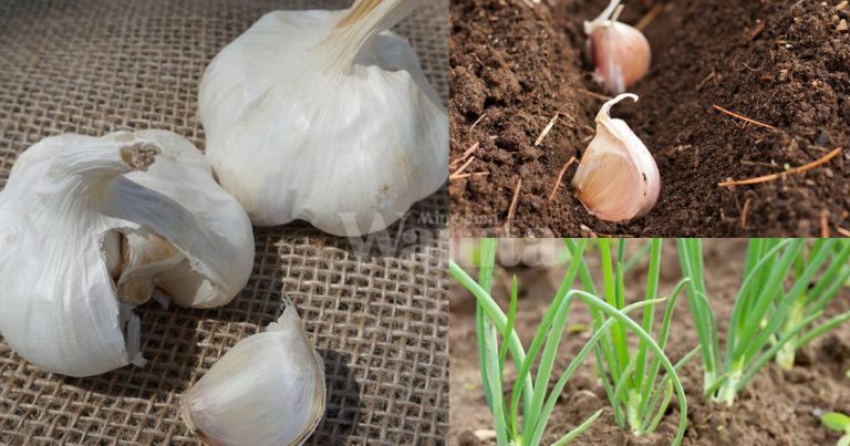 Tanam BAWANG PUTIH Pilih Jenis ‘Softneck’, Letak Menegak Sebelum Kambus!