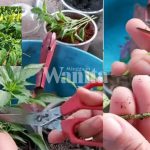 Untitled design (38)