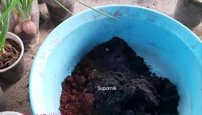 Tanam Pokok Cili Cara PANGKAS, Tak Perlu Semai, Mudah Dan Cepat Tumbuh
