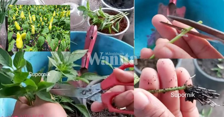 Tanam Pokok Cili Cara PANGKAS, Tak Perlu Semai, Mudah Dan Cepat Tumbuh